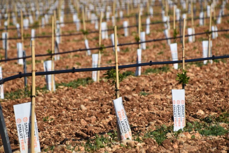 Avec 350 hectares, la Compagnie des Amandes devient le premier producteur français