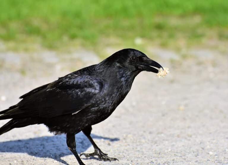 Vidéo | La Bird box, une poubelle qui récompense les oiseaux ramasseurs de déchets