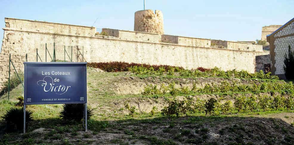 Insolite – Des vignes bien cachées dans le centre-ville de Marseille