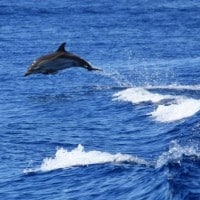 dauphin-mer-mediterranee