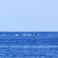 dauphin-mer-mediterranee-marseille