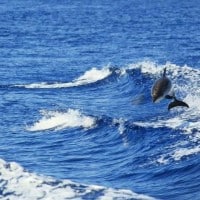 dauphin-sortie-bateau-decouverte-vivant