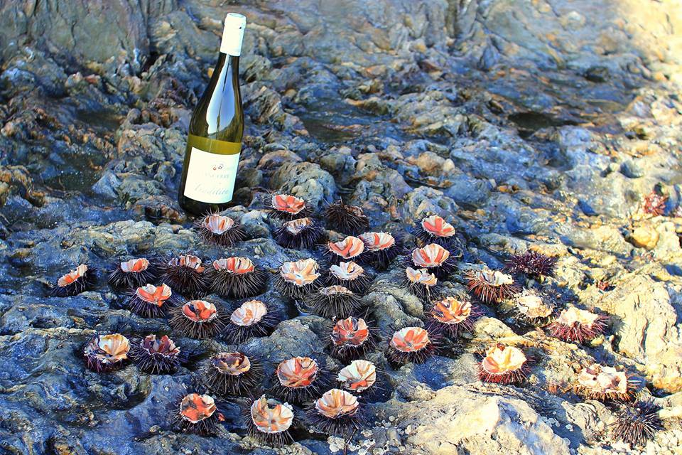 [L&rsquo;Oursinade] De la mer à l&rsquo;assiette, tu n&rsquo;as pas plus direct !