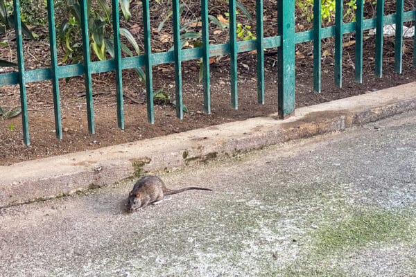 deratisation-furets-rat