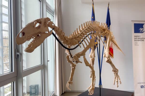dinosaure-squelette-rhabdodon-ste-victoire
