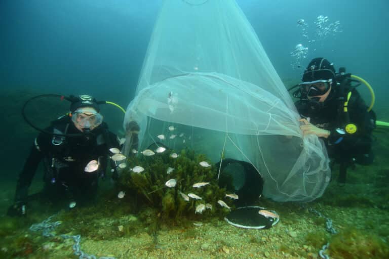 Dans le port de Marseille, la station MIR restaure la biodiversité marine