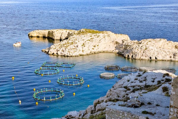 ferme-aquacole-frioul-aquaculture-loup-poisson-bio-2