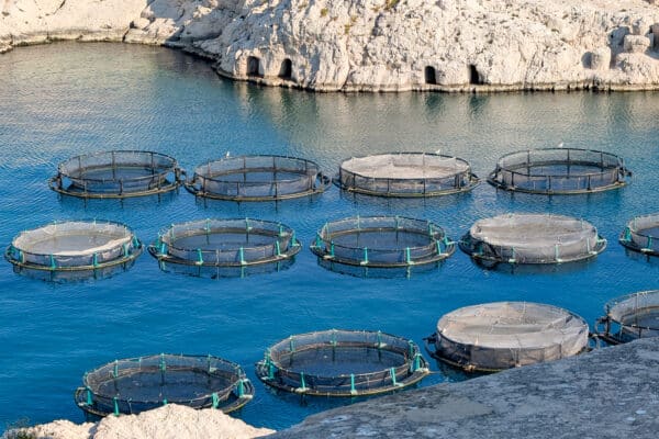 ferme-aquacole-frioul-aquaculture-loup-poisson-bio-4