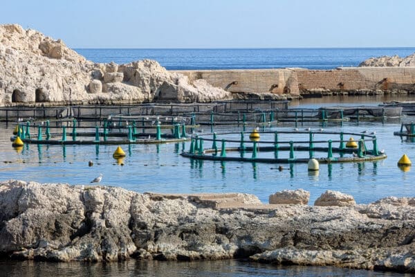 ferme-aquacole-frioul-aquaculture-loup-poisson-bio-5