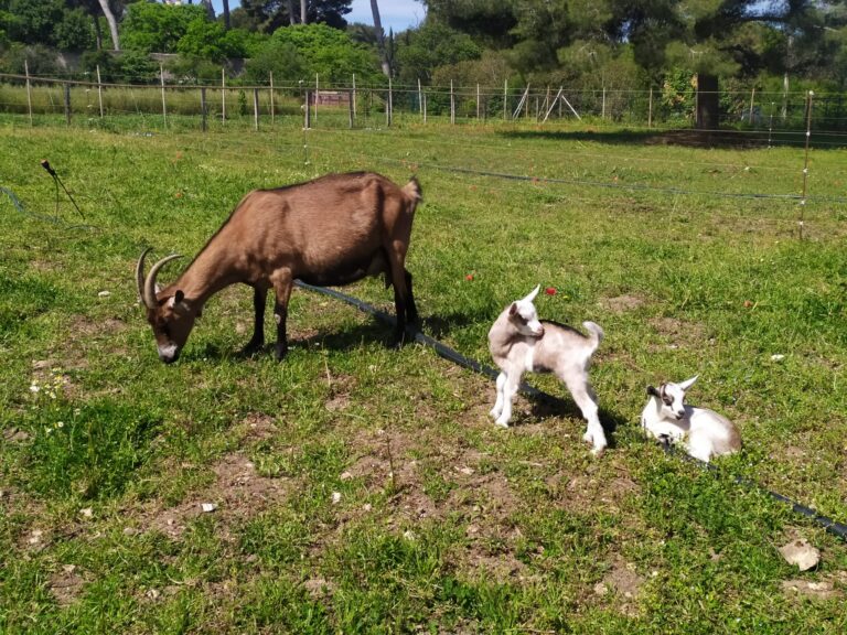 À la découverte de la ferme pédagogique du Roy d&rsquo;Espagne