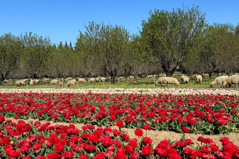 À Jonquières, la fête de la tulipe s’installe au domaine Martin de Grangeneuve