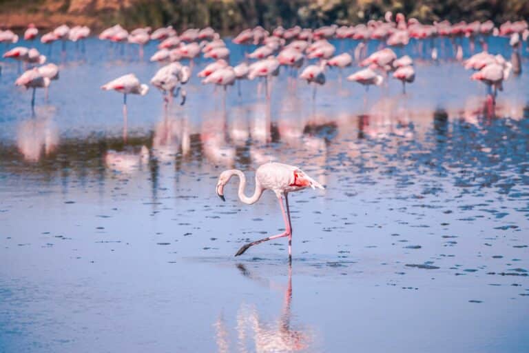 Et si vous parrainiez un flamant rose de Camargue pour soutenir la recherche ?