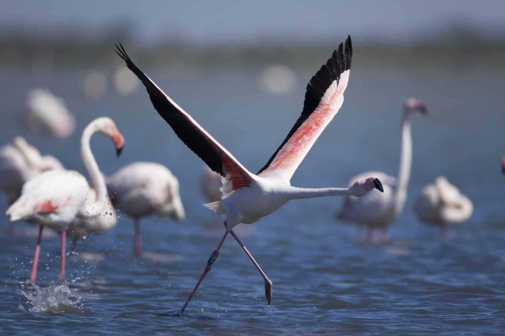 Colonie de flamants roses du Fangassier