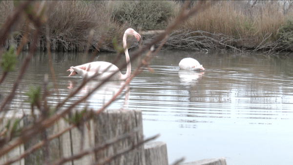 Camargue, Camargue : Trois sites pour observer les oiseaux hors des sentiers battus, Made in Marseille
