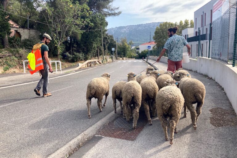 Les Moutons Marseillais font leur première transhumance à la Valentine