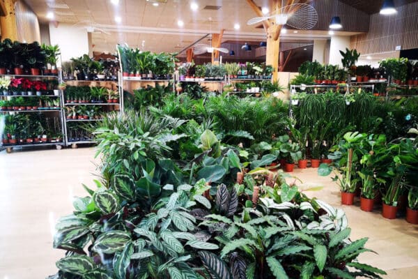 hippodrome-vivaux-vente-plantes-avril-2023-3