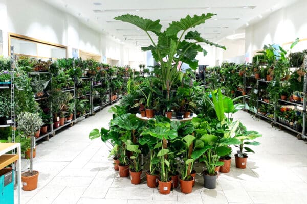 hippodrome-vivaux-vente-plantes-avril-2023-4