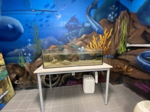 Le Hublot, Le Hublot rouvre ses portes sur la plage Bor&eacute;ly pour sensibiliser &agrave; la biodiversit&eacute; marine, Made in Marseille