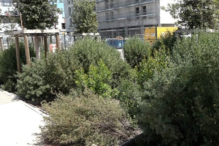 Distribution gratuite de plantes méditerranéennes sur Euroméditerranée