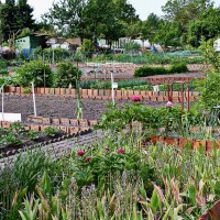 jardins-familiaux-la-castellane-quartier-nord