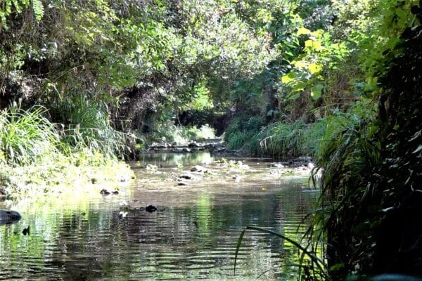 jarret-ruisseau-riviere-cours-eau-10