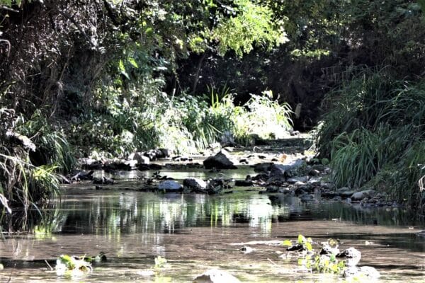 jarret-ruisseau-riviere-cours-eau-20