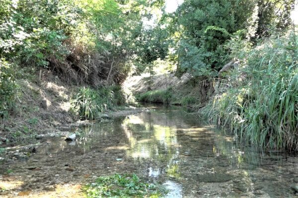 jarret-ruisseau-riviere-cours-eau-50