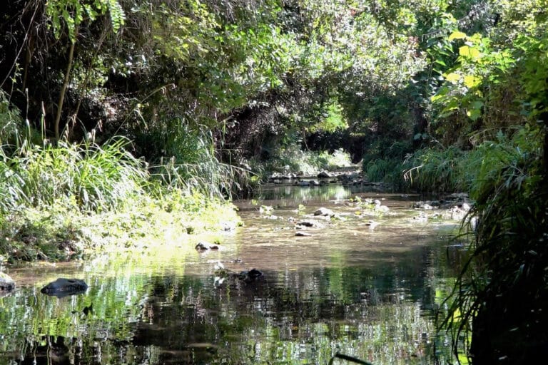 Le ruisseau du Jarret doit retrouver une santé écologique au Nord de Marseille