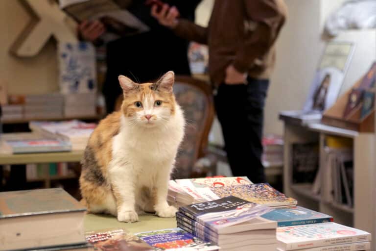Vidéo | Mon Chat Pitre, la première librairie de France avec des chats à Aix