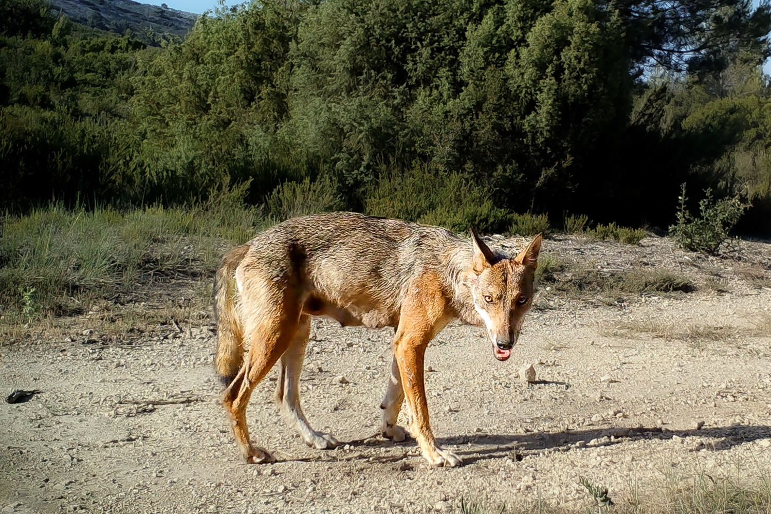 loups
