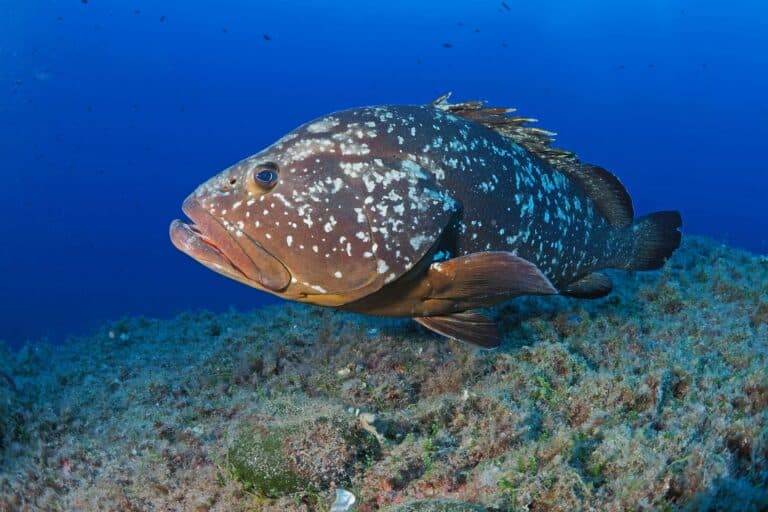 Dans le Parc national de Port-Cros, le nombre de mérous multiplié par 50 en 35 ans