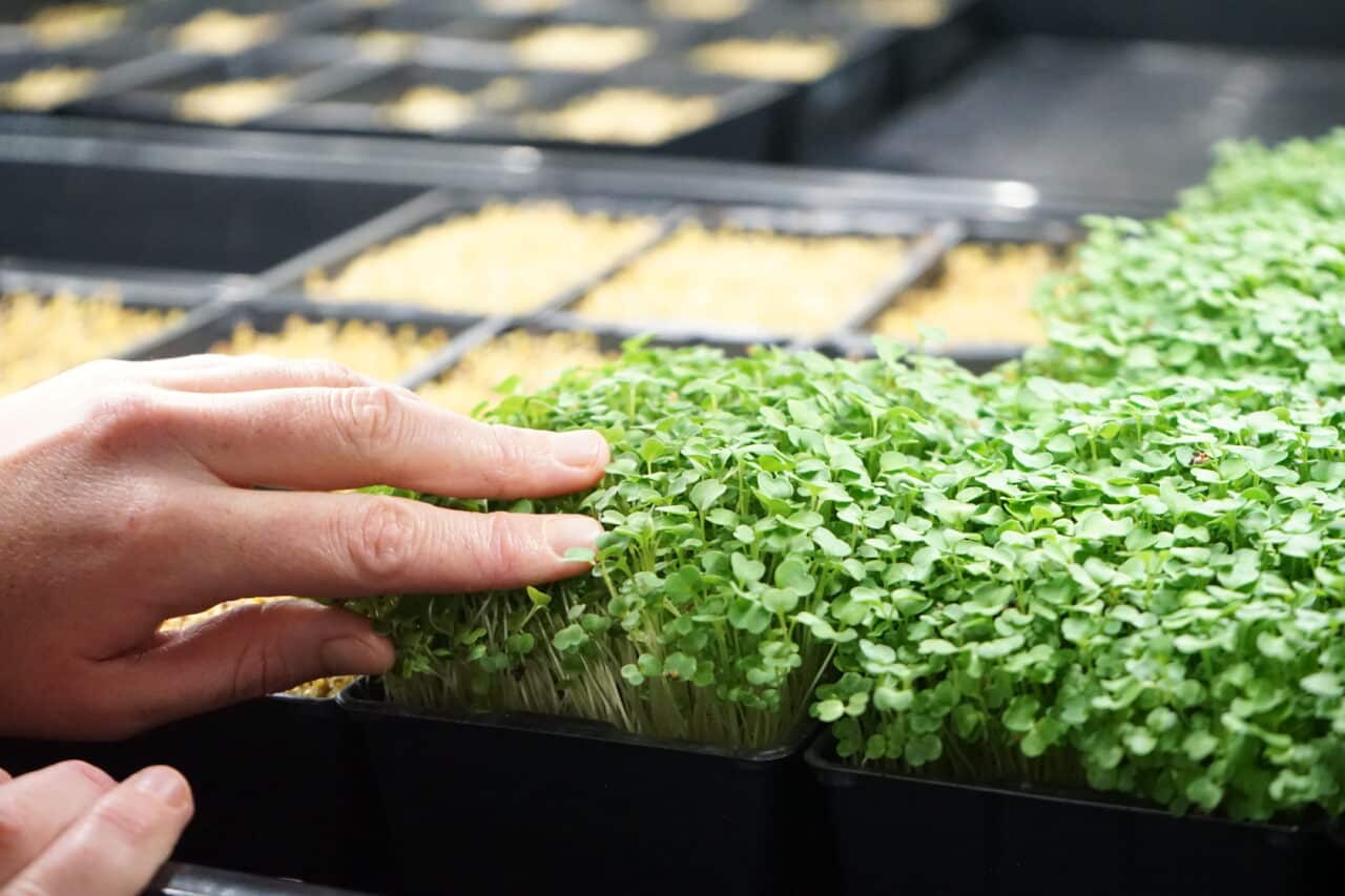micro pousses, Les micro pousses, avenir de l&rsquo;agriculture durable &agrave; Marseille&nbsp;?, Made in Marseille