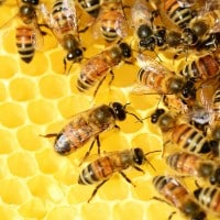 miel-abeille-ruche-marseille