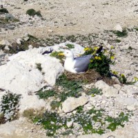 mouette-gabian-ile-frioul-marseille