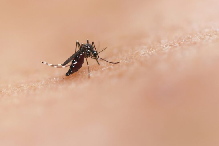 Le Département à la recherche de solutions innovantes pour lutter contre les moustiques tigres