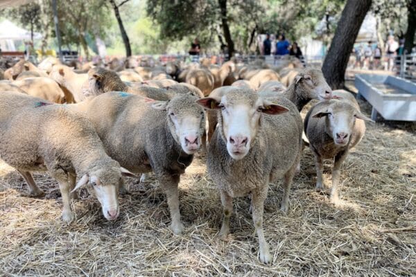 mouton-ferme-salon-agricultures-provence