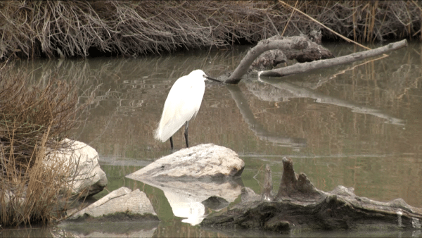 Camargue, Camargue : Trois sites pour observer les oiseaux hors des sentiers battus, Made in Marseille