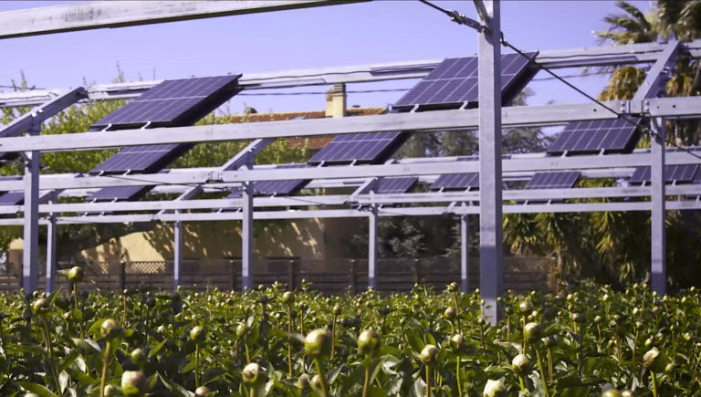 Vidéo | Des ombrières intelligentes pour aider les agriculteurs face à la canicule
