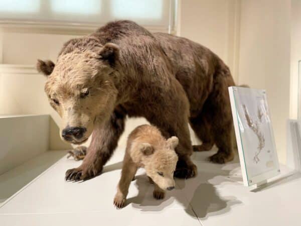 ours-museum-histoire-naturelle-longchamp