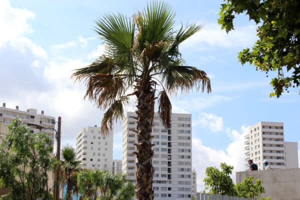 parc-bougainville-aygalades-bellevue-euromediterranee-3