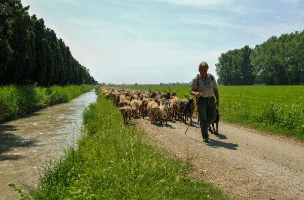 pastoralisme-crau-salon-de-provence.jpeg