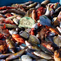 peche-poisson-bouillabaisse