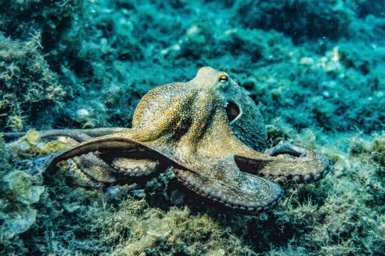 La pêche du poulpe interdite tout l&rsquo;été dans les calanques de Marseille