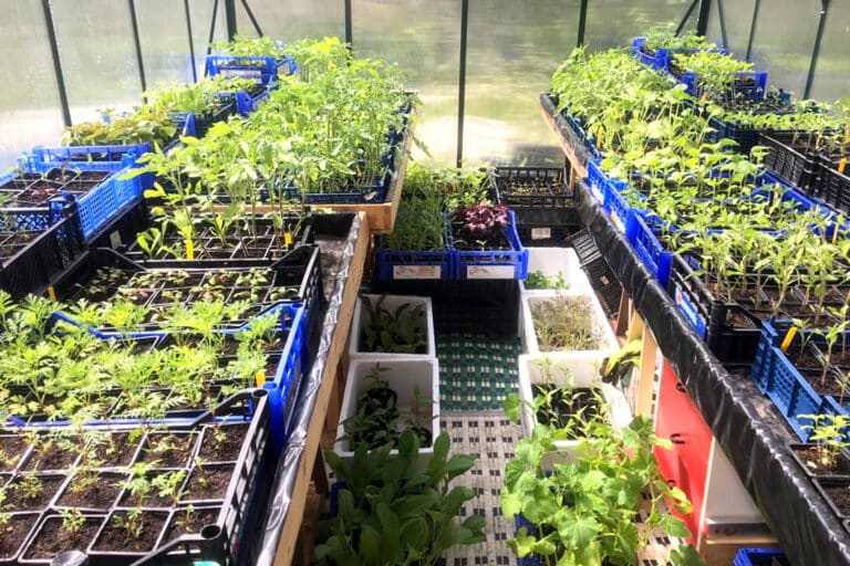 Une pépinière de plantes comestibles en projet dans les quartiers Est de Marseille