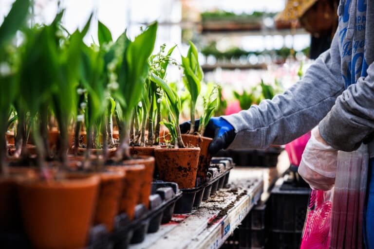 La plus grande pépinière européenne de muguet en pot est varoise