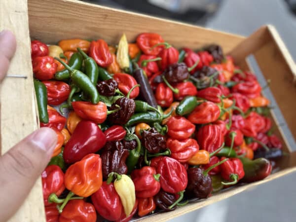 piment-fort-harissa