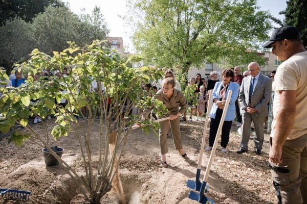 plantation-arbre-aix-en-provence