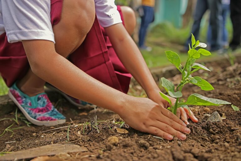 Les habitants invités à planter 2000 arbres à Allauch ce dimanche