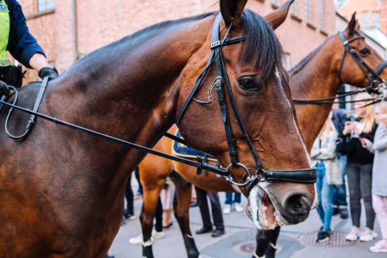 La police municipale de Marseille veut déployer une brigade à cheval