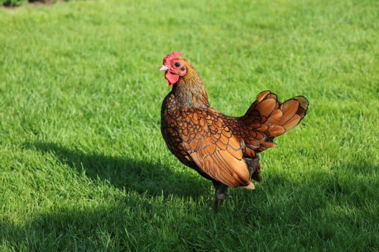 La Métropole offre des poules aux habitants du Pays d&rsquo;Aubagne